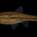 Allegheny Pearl Dace - Photo (c) AVNJ, some rights reserved (CC BY-NC), uploaded by AVNJ