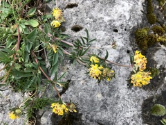 Anthyllis vulneraria alpestris