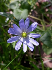 Anemonoides caucasica