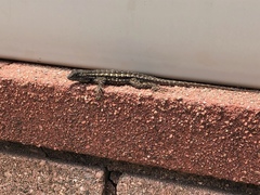 Sceloporus occidentalis