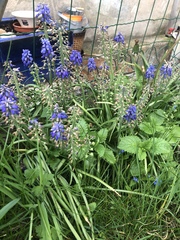 Muscari armeniacum