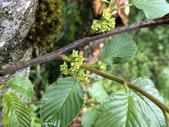Rhamnus alpina