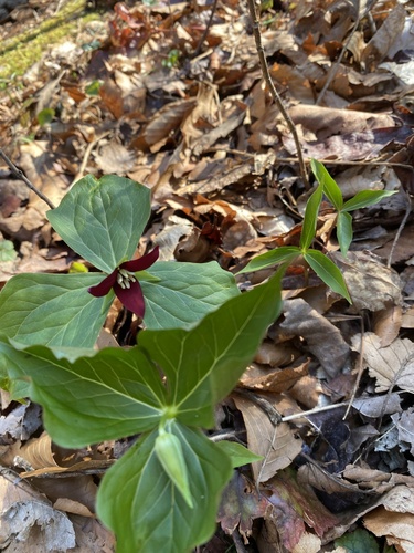 Foto de Trillium vermelho