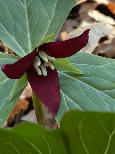 Foto de Trillium vermelho