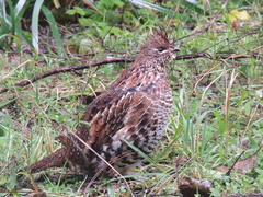Ruffed Grouse photo 4
