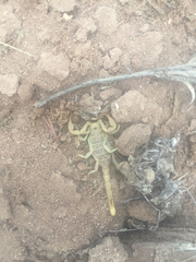 Paruroctonus utahensis