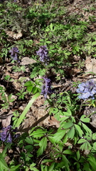 Corydalis solida