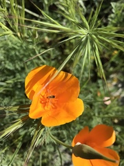 Eschscholzia californica