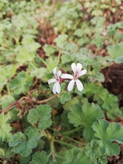 Pelargonium fragrans