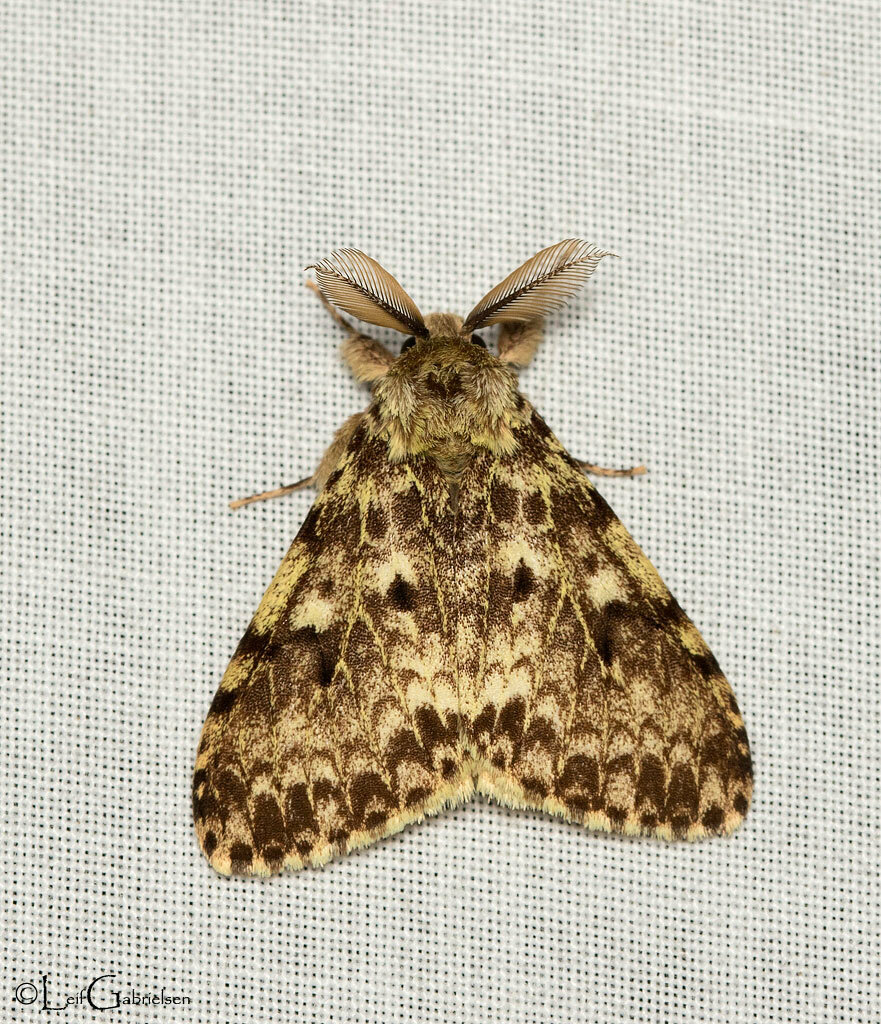 Lymantria karsholti