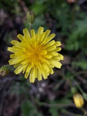 Crepis micrantha