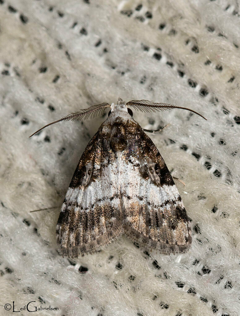 Manoba incurvata