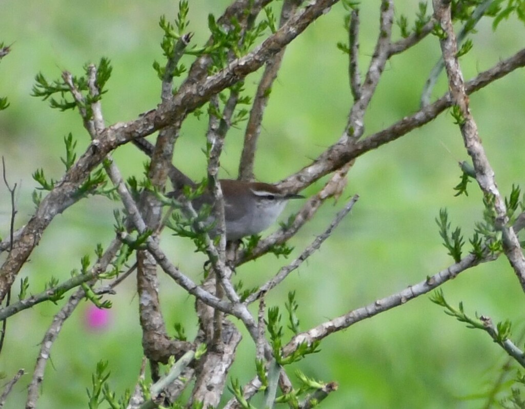 Bewick's Wren from Jim Wells County, TX, USA on March 20, 2024 at 10:20 ...