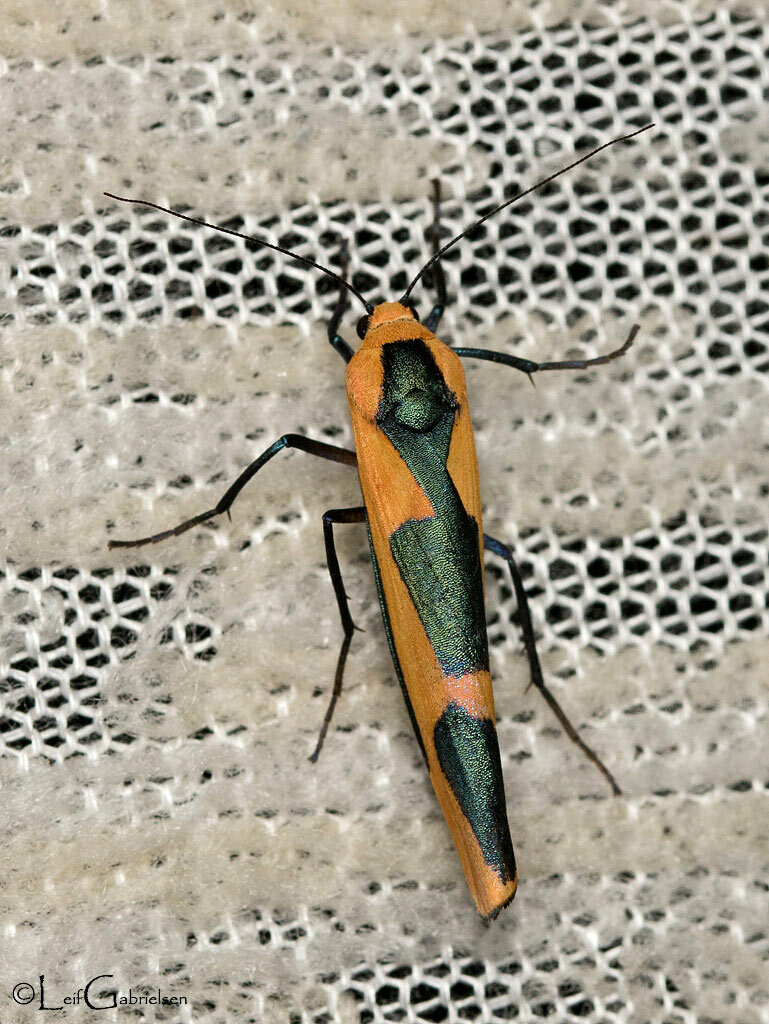 Monosyntaxis montanus