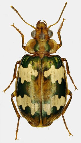 Coptodera reluscens · iNaturalist