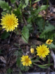 Crepis micrantha