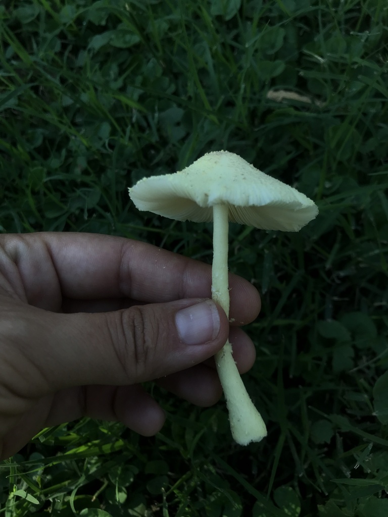 Leucocoprinus birnbaumii · March 2024 · photo: © tutitah (iNaturalist, cc0)