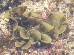 Padina durvillei
