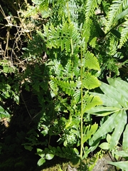 Selaginella exaltata