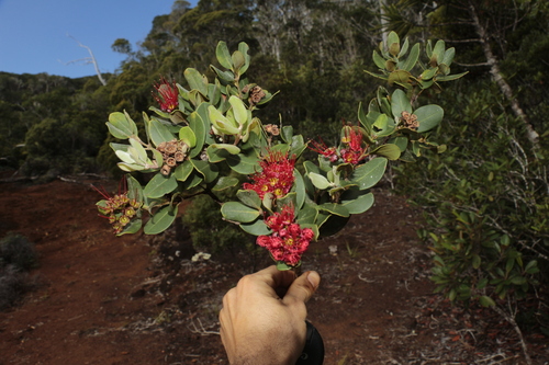 Metrosideros porphyrea observed 2018-08-01