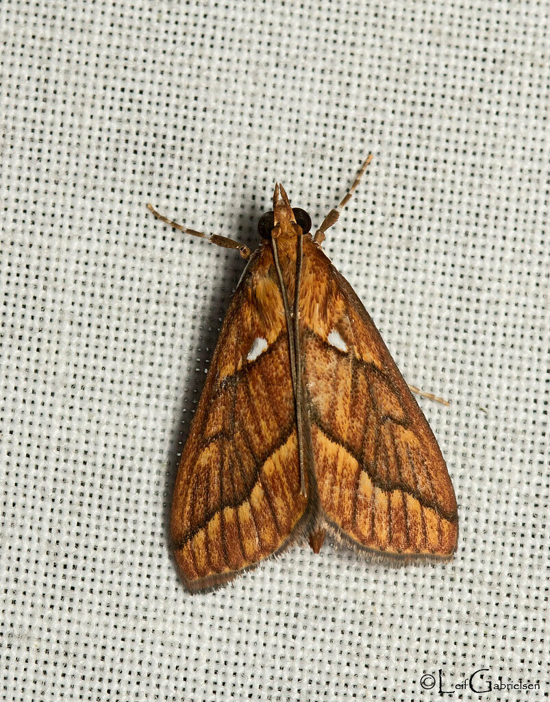Placosaris galogalis