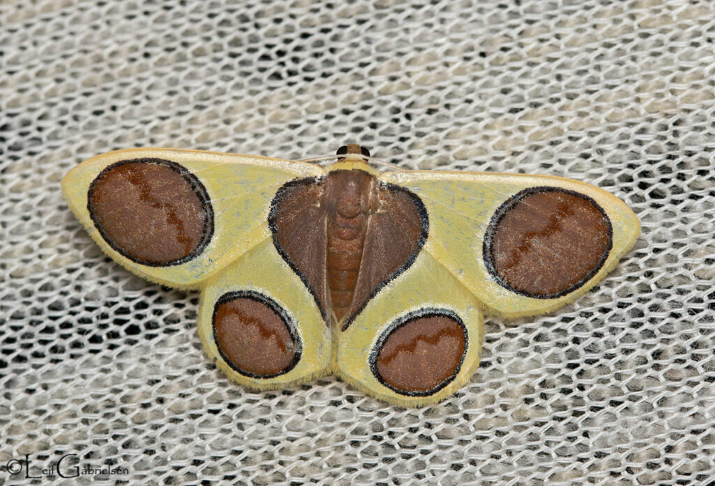 Plutodes noraweltiae
