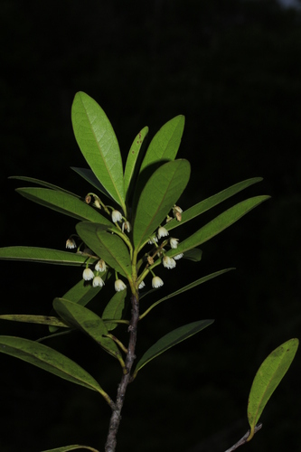 Elaeocarpus alaternoides observed 2019-01-30