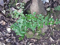 Pellaea pteroides