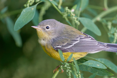 Magnolia Warbler photo 6