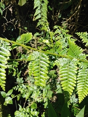 Selaginella exaltata