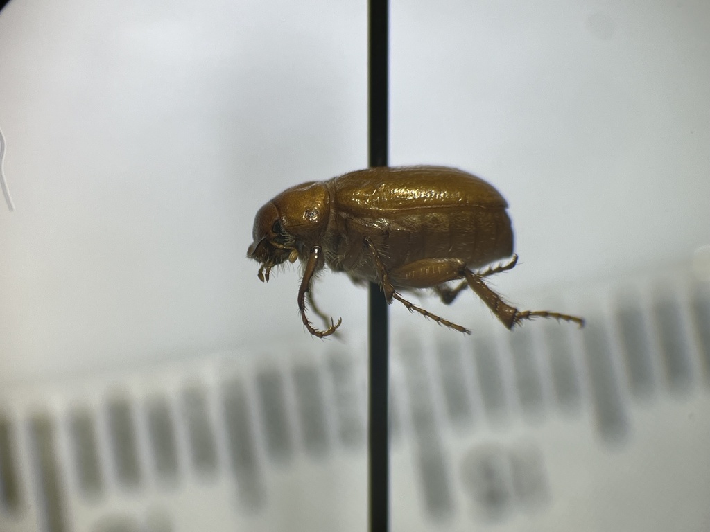 Diplotaxis robertmarki