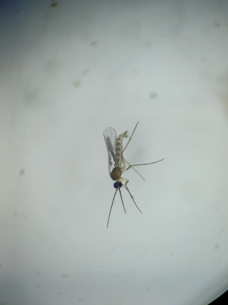 Dark-winged Fungus Gnats from Hôpitaux-Facultés, Montpellier, France on ...