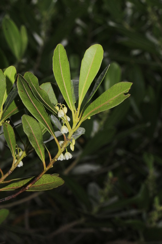 Elaeocarpus alaternoides observed 2019-01-31