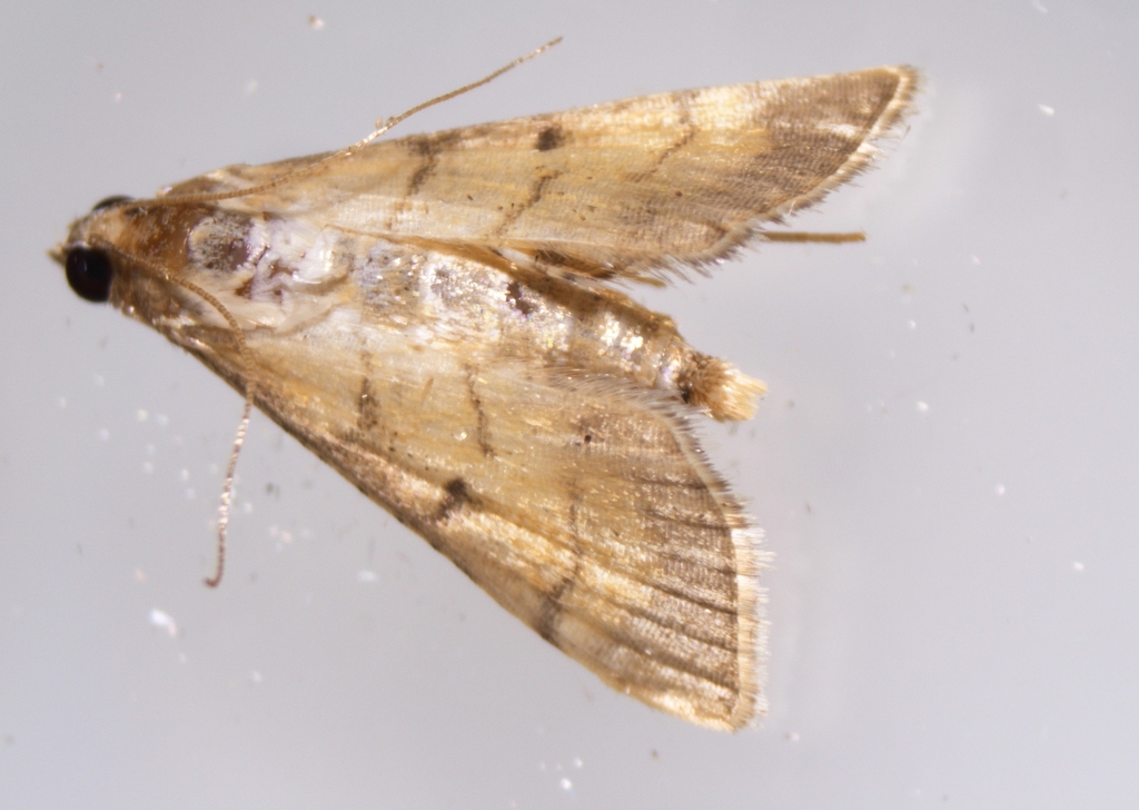 Trapeze Moth