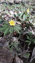 Anemonoides ranunculoides