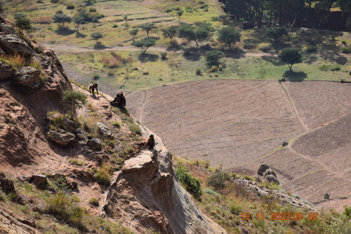 Gelada