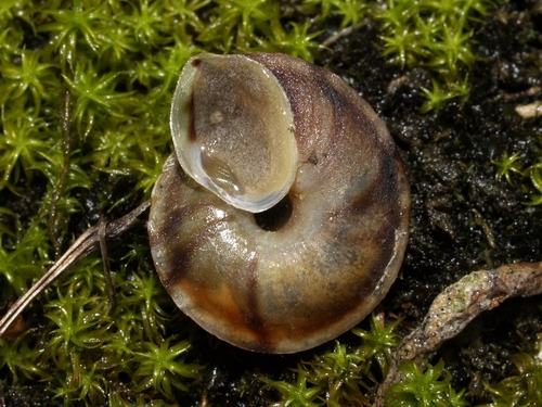 Lapidary Snail