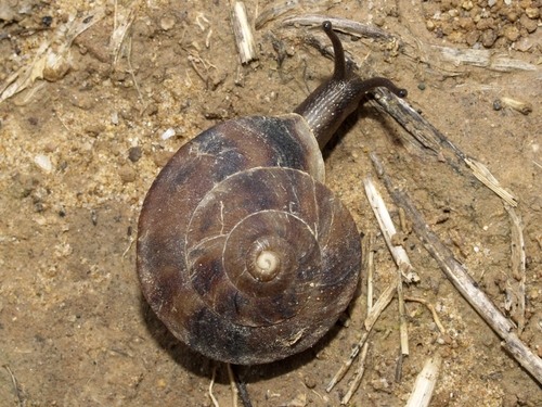 Lapidary Snail
