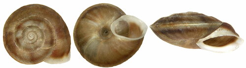 Lapidary Snail