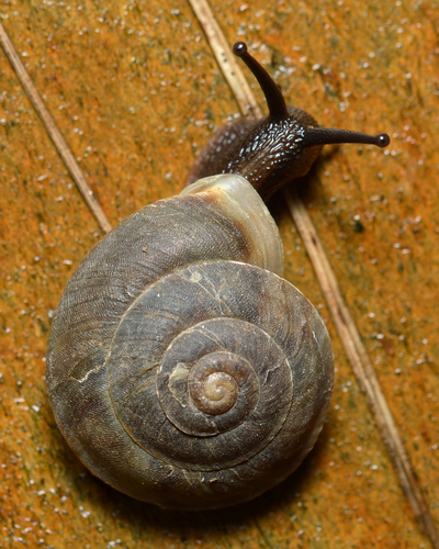 Lapidary Snail