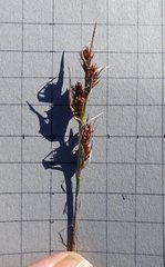 Thamnochortus punctatus