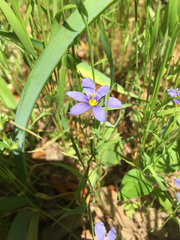 Sisyrinchium montanum