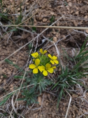 Erysimum asperum