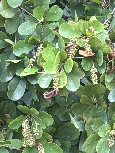 Gregorywood (Terminalia buceras)