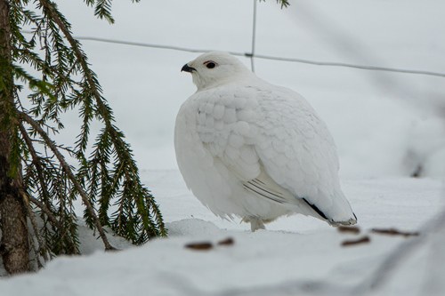 Willow Ptarmigan