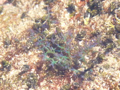 Chondracanthus chamissoi