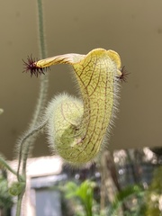 Aristolochia eriantha