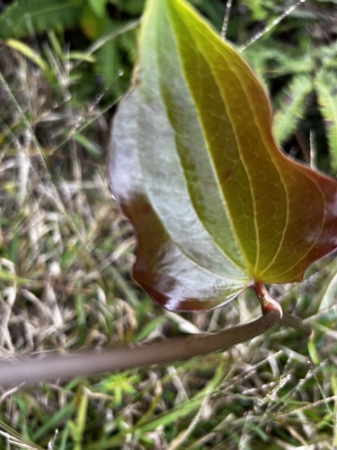 Smilax melastomifolia observed 2024-03-20