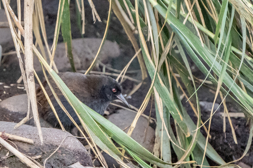 iNaturalist image