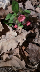 Pulmonaria obscura